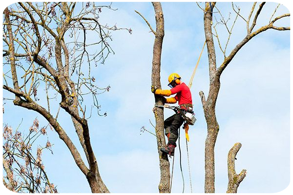 Taladores de árboles