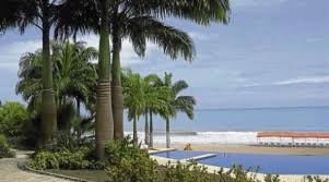 palmeras t poda de palmeras