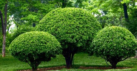 Desbroce de fincas y parcelas